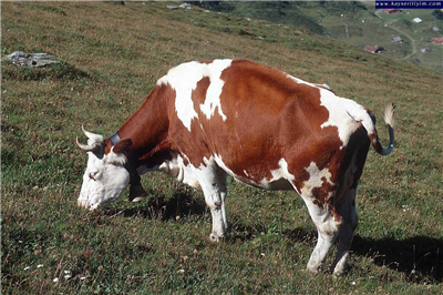 İnek