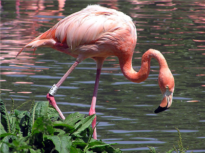 Flamingo