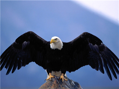 Kartal