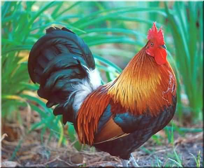 Horoz