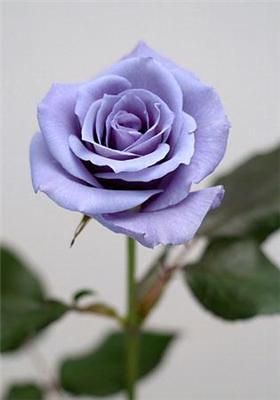 Blue Rose