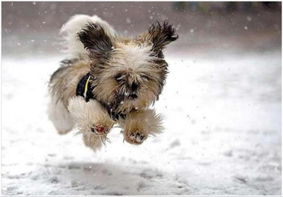 chien