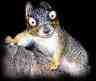 Animals With Issues