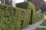 Shrubbery