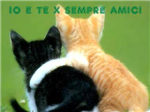 Coccole 
