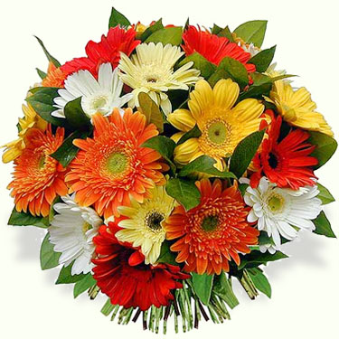 Flores
