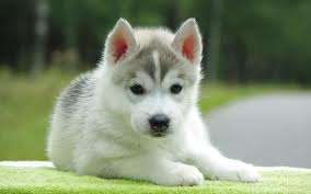 puppy