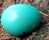 Water Dragon Egg