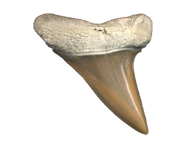 Dragon Tooth