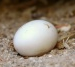 Dragon Egg