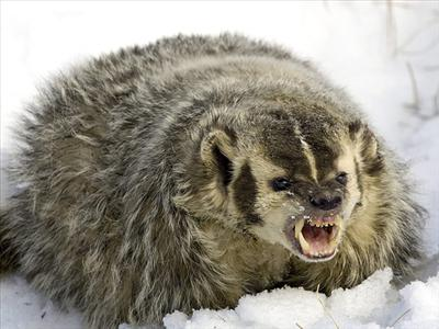 What Badger Are You?