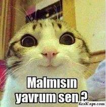 Malmısın