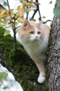 un chat