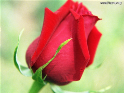 red flower