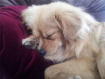 Cute dog!