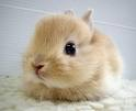 Sending Bunnies