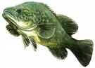 Pass The Wet Fish