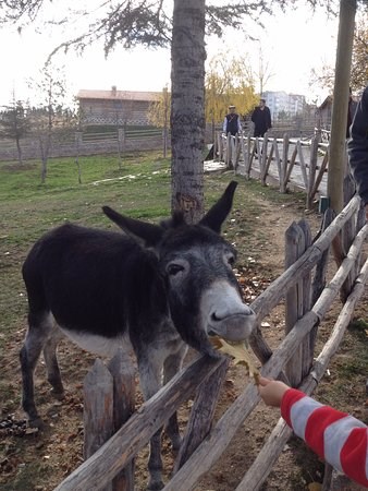 Hangi 6/A Öğrencisisin? 