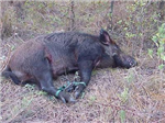 Hog 'N' Hide