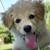 Great Doggy