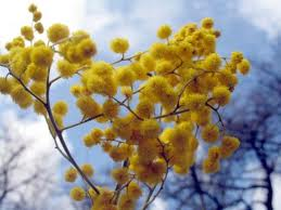 mimosa