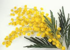 mimosa