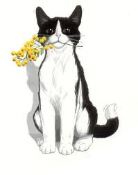 Mimosa miao
