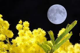 mimosa by night