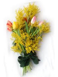 mimosa