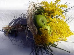 mimosa