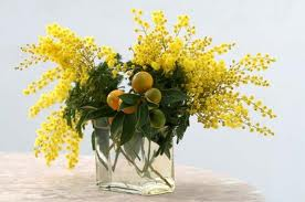 mimosa