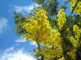 Mimosa 