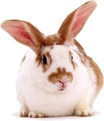 Rabbit!