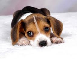 Puppy!