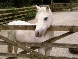 Pony!
