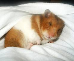 Hamster!