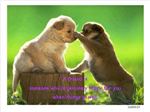 Cute Puppies