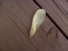 Tree Seed