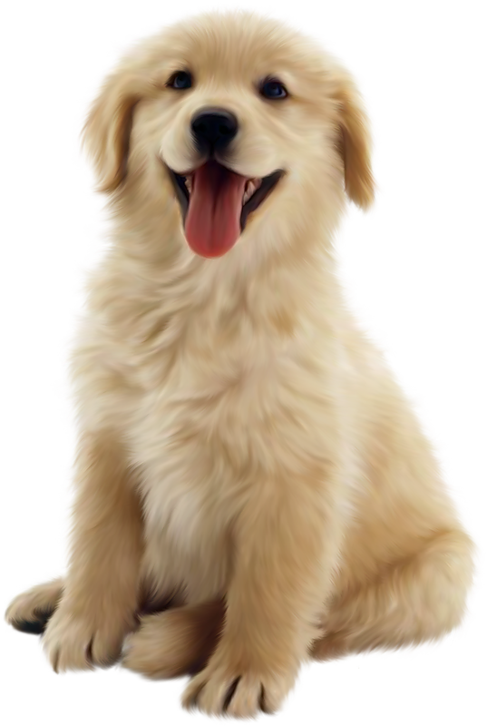 Hangi Köpek Sana Uyar?