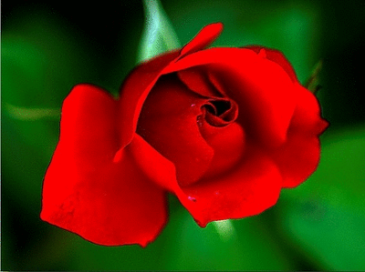 beautiful rose