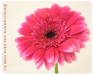 Gerbera czerwona - nawet nie wiesz jak bardzo..