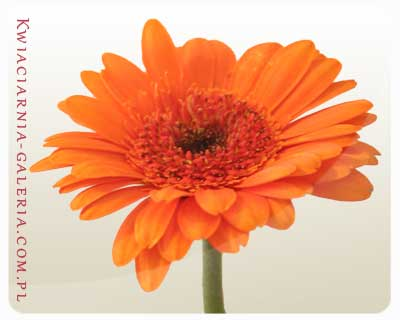 Gerbera pomarańczowa - doceniam Cię