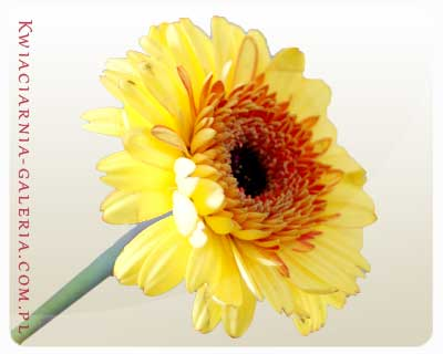 Gerbera - Dzięki, że jesteś