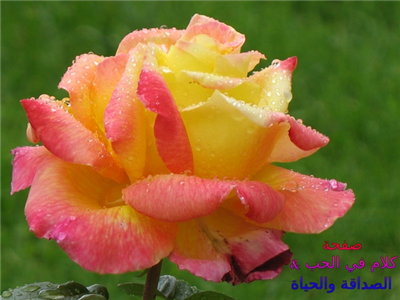 هدية مواليد شهر ديسمبر