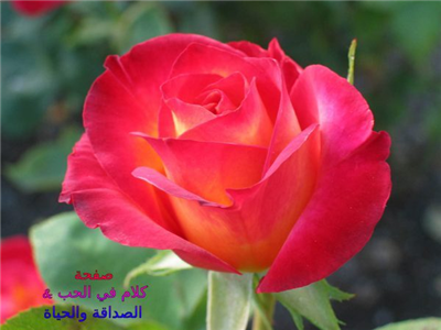 هدية مواليد شهر جانفي