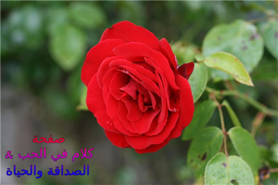 هدية مواليد شهر فيفري