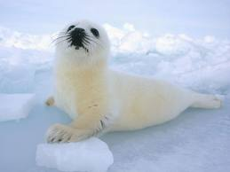 Seal