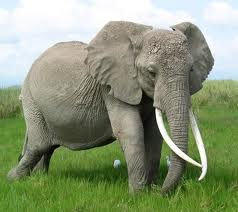 Elephant