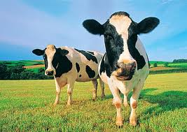 Cow