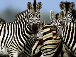 Zebra